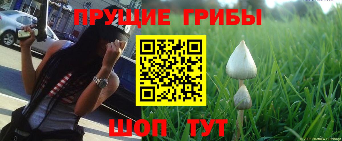 Псилоцибиновые грибы прущие грибы  Вход с VPN  Алатырь  Галлюциногенные грибы GOLDEN TEACHER 